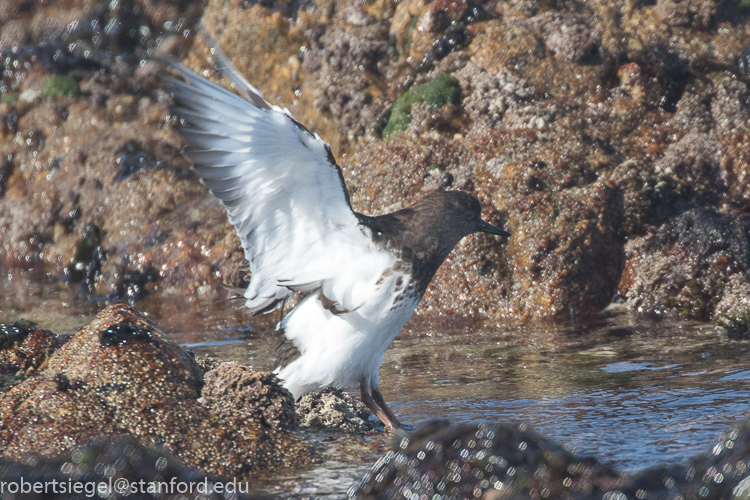 asilomar